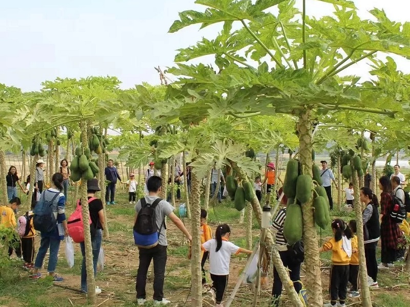 為什么大理研學夏令營如此受歡迎？