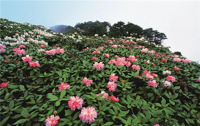 大理旅游 六月，蒼山等你赴一場花的“盛宴”！