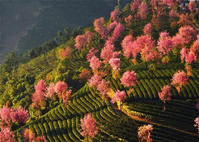 大理旅游：冬日賞櫻，徒步無量山。漫步洱海，打卡s彎小鐮倉。邂逅精靈，洱海紅嘴鷗。